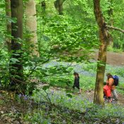What is Sussex Forest School